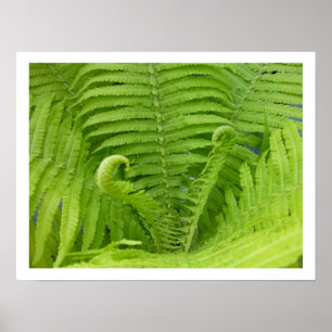 Ostrich Ferns med Fiddleheads Poster