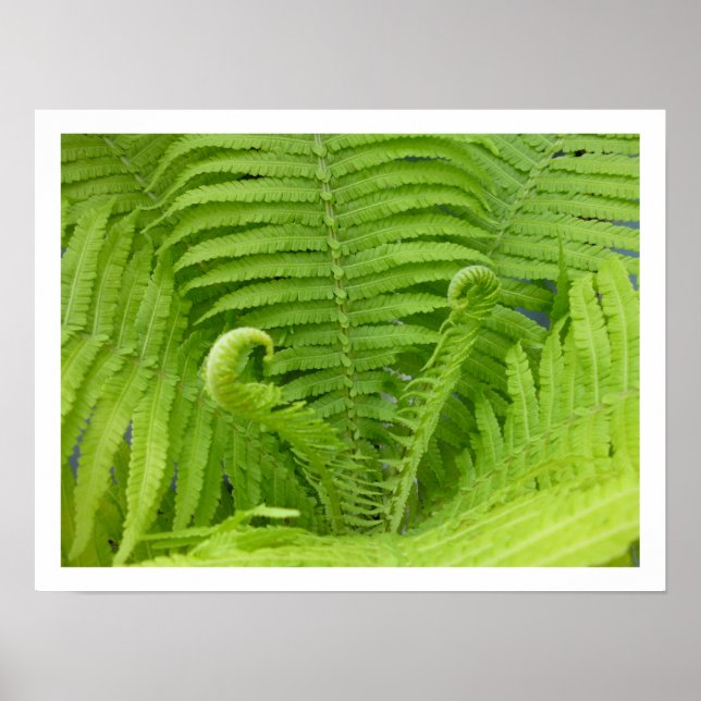 Ostrich Ferns med Fiddleheads Poster (Framsidan)