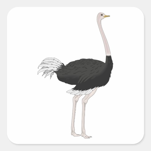 Ostrich Fyrkantigt Klistermärke (Framsida)