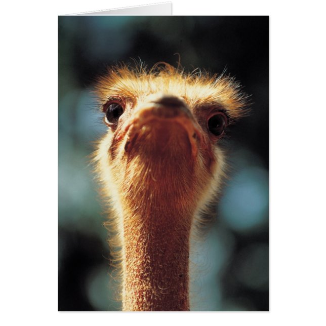 Ostrich Hälsningskort (Framsidan)