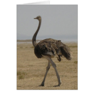 Ostrich Hälsningskort