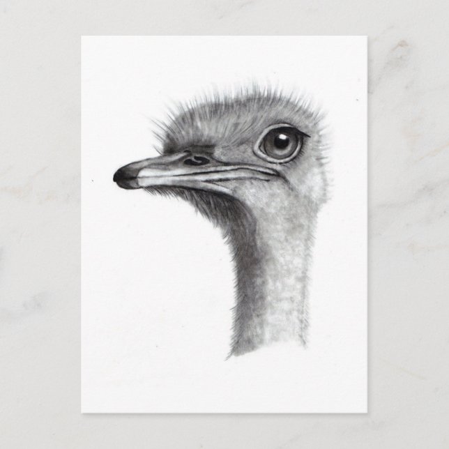 OSTRICH HEAD IN PENCIL: ART: REALISM VYKORT (Framsida)