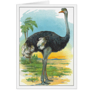 Ostrich i afrika hälsningskort