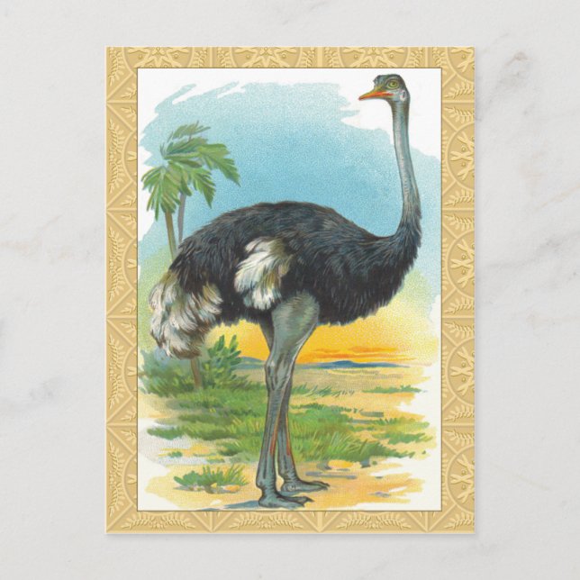 Ostrich i Afrika Vykort (Framsida)