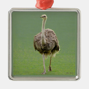Ostrich Julgransprydnad Metall