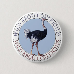 Ostrich Knapp