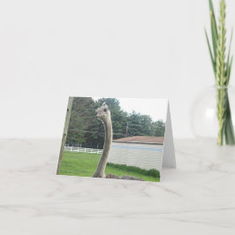 Ostrich Kort