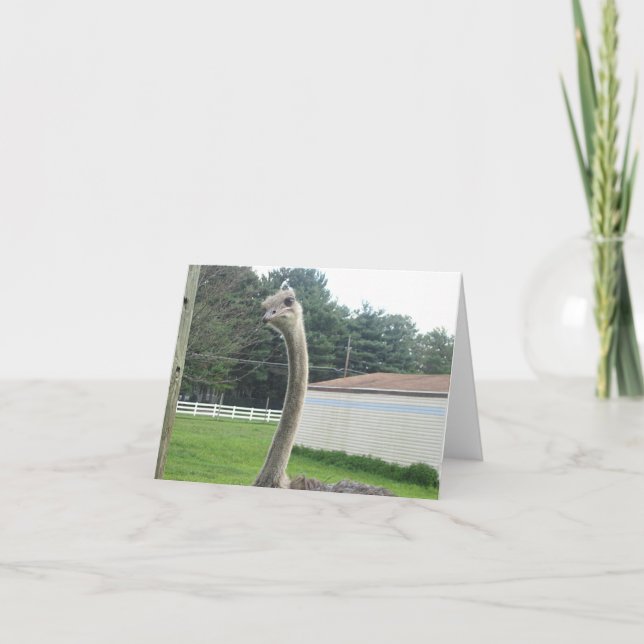Ostrich Kort (Framsida)