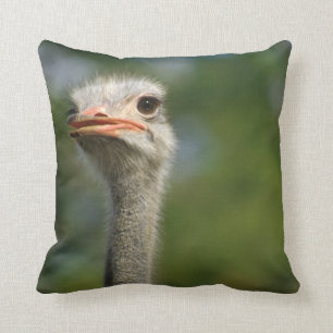 Ostrich Kudde