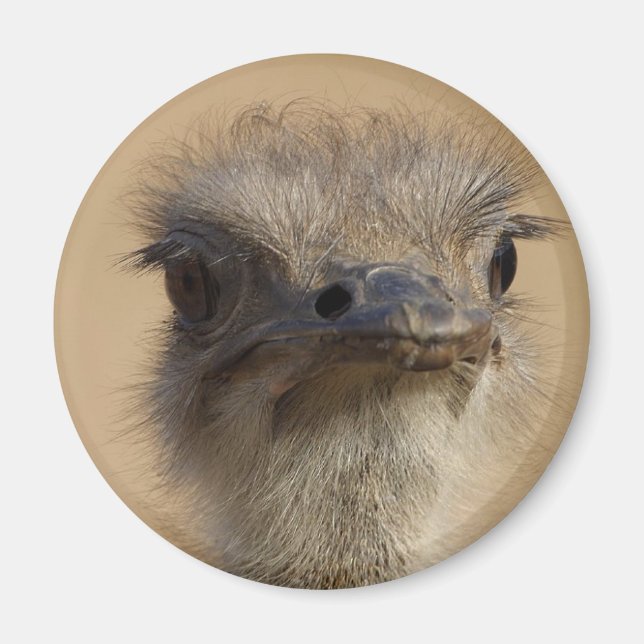 Ostrich Magnet (Framsidan)
