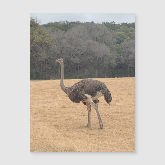 Ostrich Magnet (Framsida)