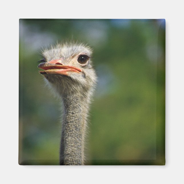 Ostrich Magnet (Framsidan)