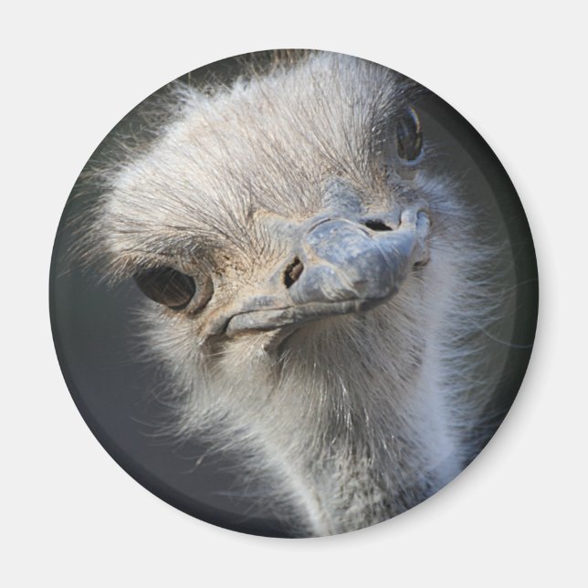 Ostrich Magnet (Framsidan)