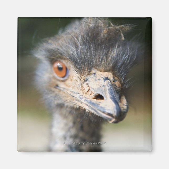Ostrich Magnet (Framsidan)