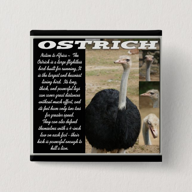 OSTRICH med beskrivning Knapp (Framsida)