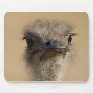 Ostrich Musmatta