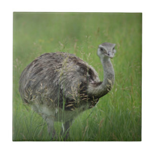 Ostrich Ostriches Bird Vild Wildlife Art Foton Kakelplatta