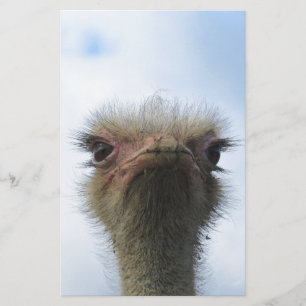 Ostrich Porträtt