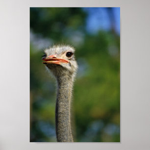 Ostrich Poster