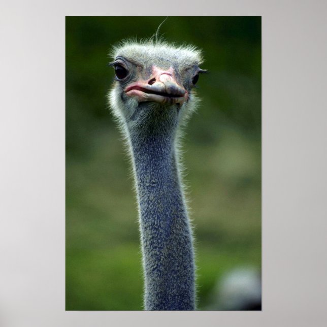 Ostrich Poster (Framsidan)