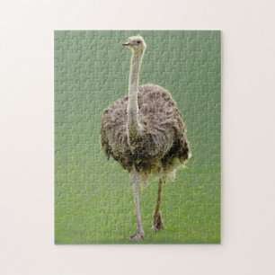 Ostrich Pussel