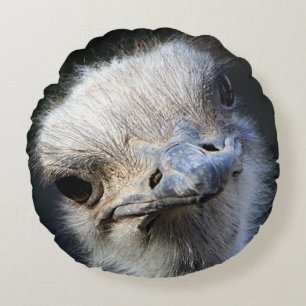 Ostrich Rund Kudde