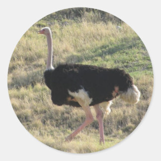 Ostrich Runt Klistermärke
