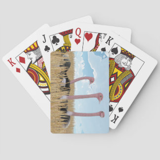 Ostrich som leker kort spelkort