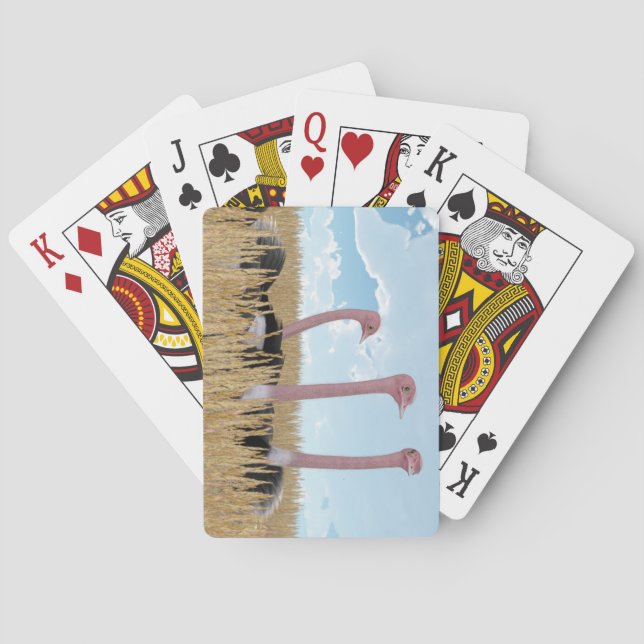 Ostrich som leker kort spelkort (Baksidan)