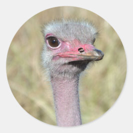 Ostrich Sticker 2 Runt Klistermärke