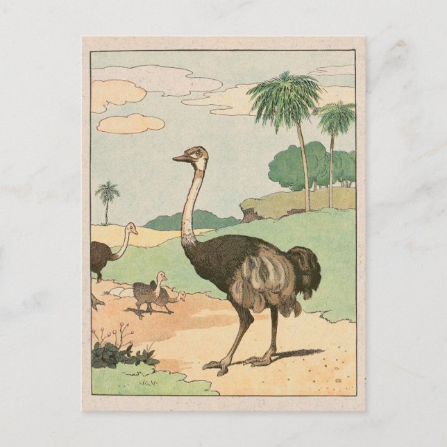 Ostrich Storybook Teckning Vykort (Framsida)