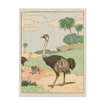Ostrich Storybook Teckning