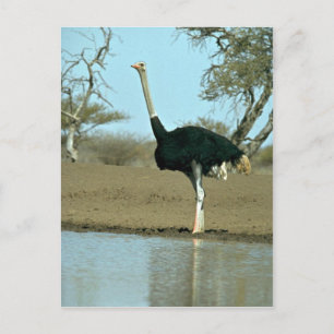 Ostrich Vykort