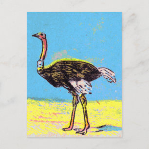 Ostrich Vykort
