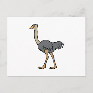 Ostrich Vykort