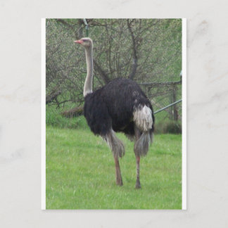 Ostrich Vykort