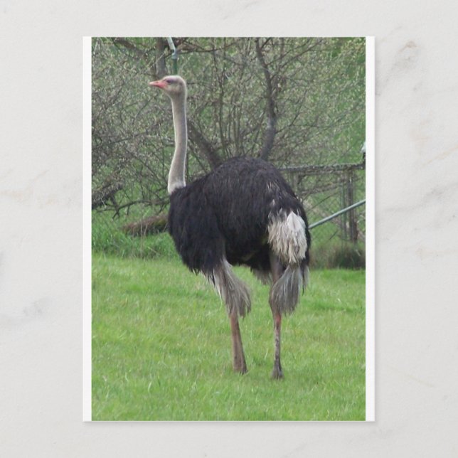 Ostrich Vykort (Framsida)
