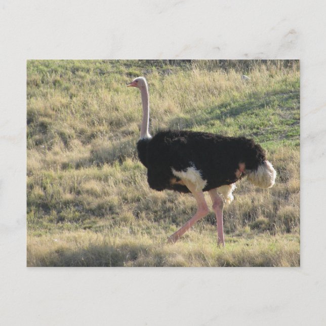 Ostrich Vykort (Framsida)