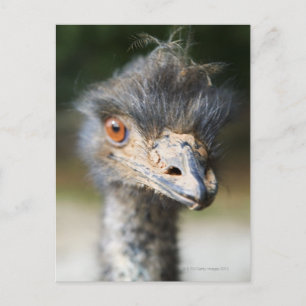 Ostrich Vykort