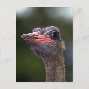 Ostrich Vykort
