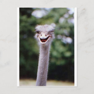 Ostrich Winking - Lustigt Vykort