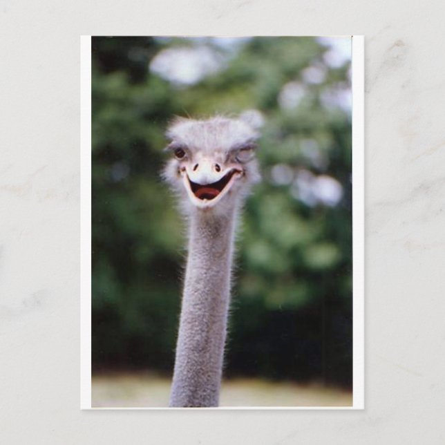 Ostrich Winking - Lustigt Vykort (Framsida)