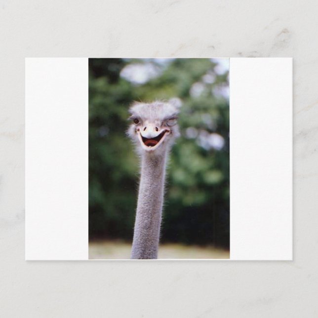 Ostrich Winking - Lustigt Vykort (Framsida)