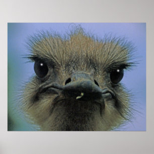 Ostrichen eller emuen med "utfärdar"! poster