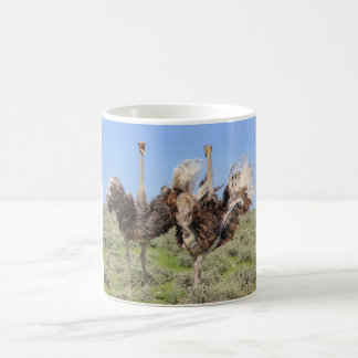 Ostriches bird Coffee Mugg