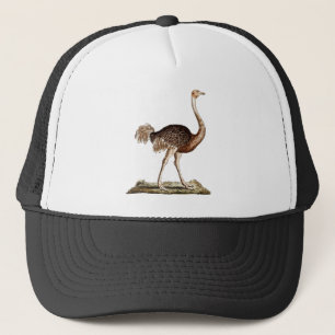 Ostriches för 1700s för vintageOstrichillustrati Keps