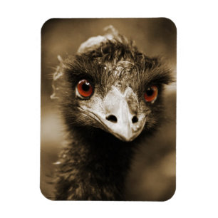 Ostriches Letmagnet Magnet