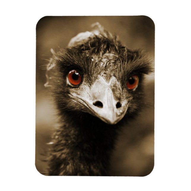Ostriches Letmagnet Magnet (Vertikal)