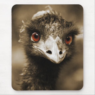Ostriches Letmousse Musmatta