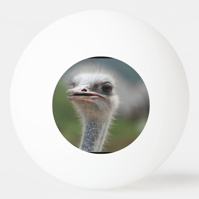 Ostrichfågel Pingisboll (Framsidan)